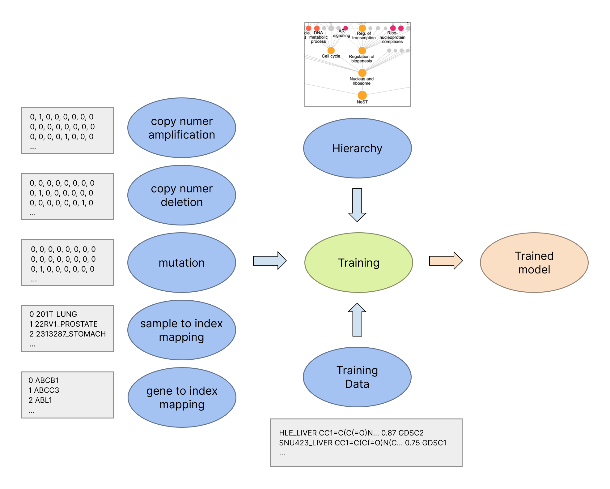 Overview of Cell Maps VNN training flow for NeST VNN